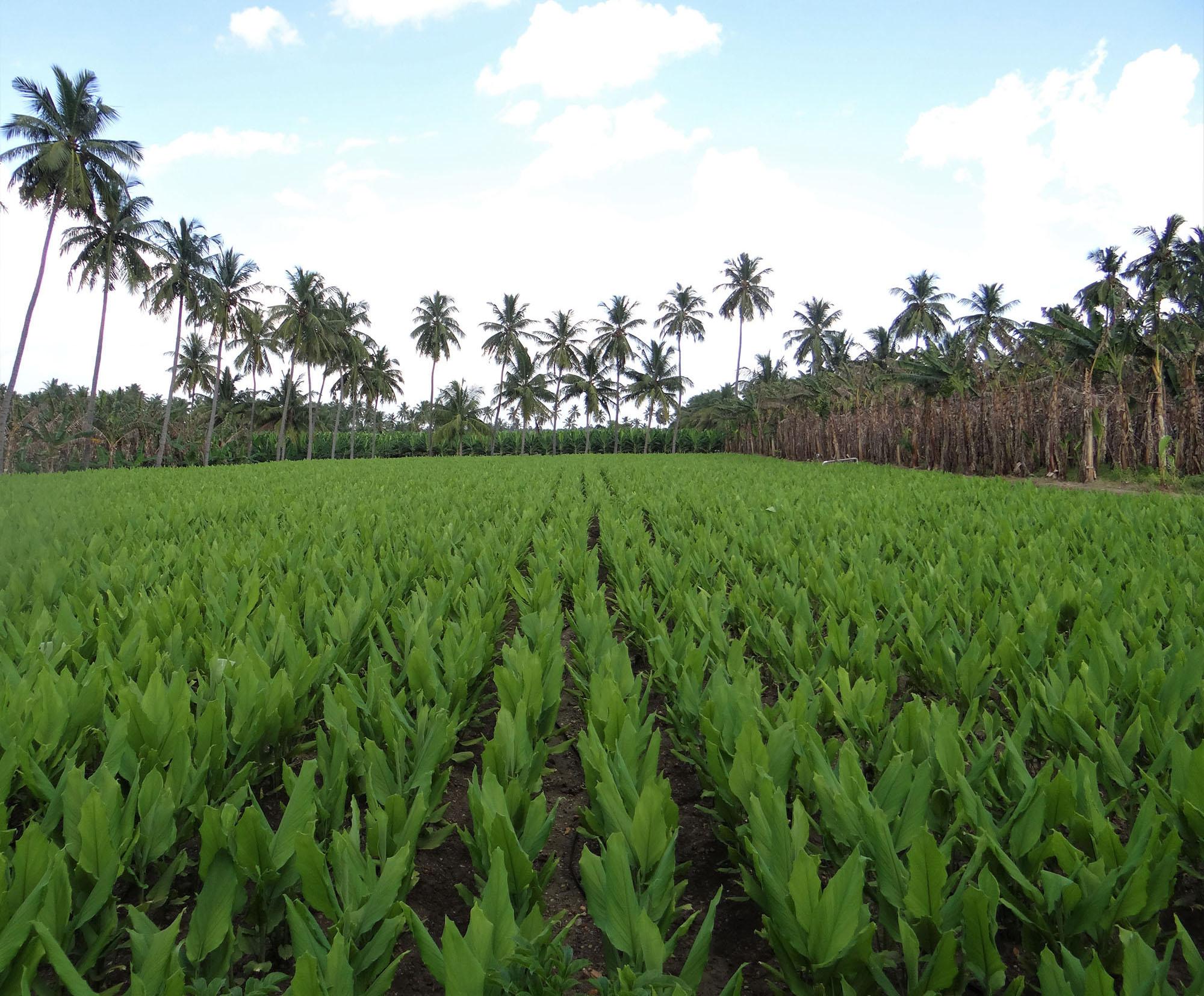 Cultivating Tradition:⁣ Sustainable⁢ Practices in Spice Production