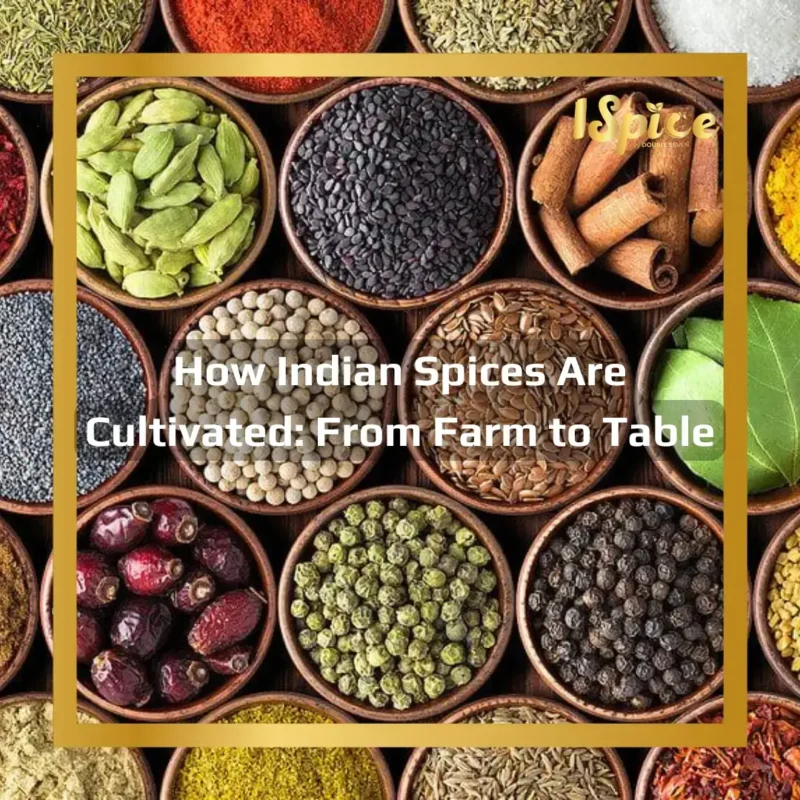 How Indian Spices Are Cultivated - From Farm to Table