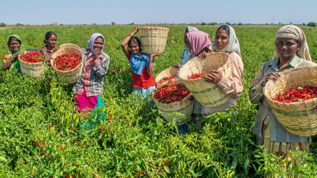 Sustainable Cultivation Techniques for‍ Future-Ready Spice Farming